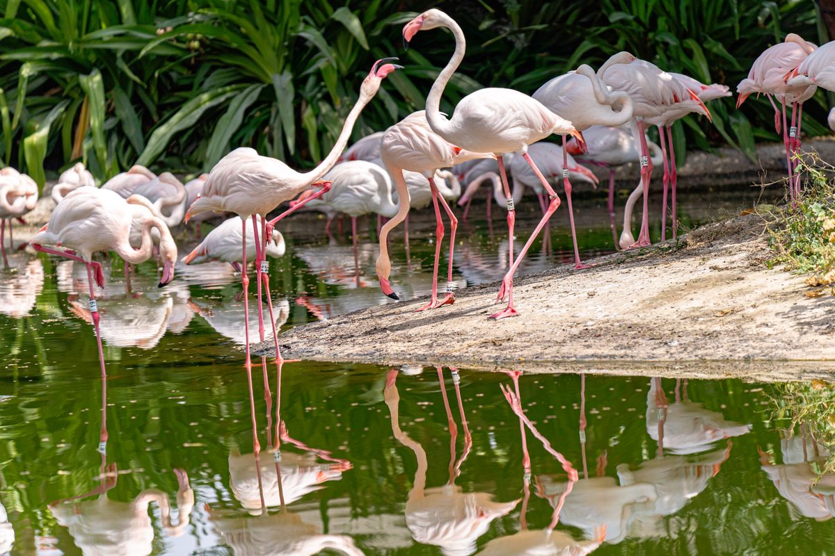 Renkli tropikal meyveler ve flamingo figürünün yan yana durduğu bir sahne