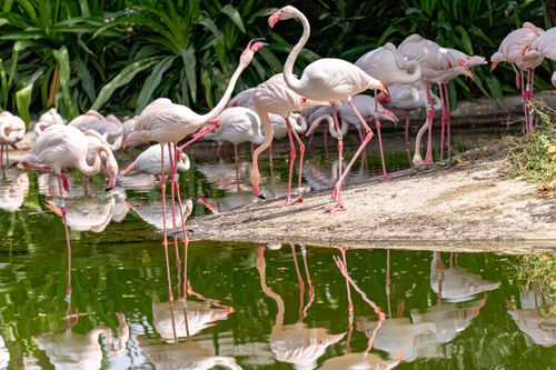 Free Pink flamingos reflecting in a serene pond at a tropical setting in Dubai. Stock Photo