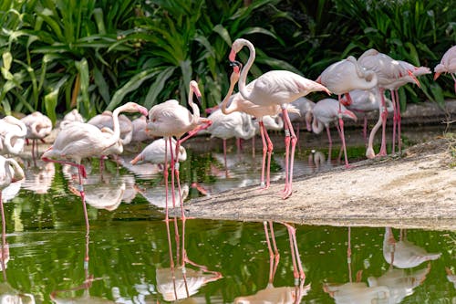 Foto stok gratis air, binatang, burung-burung