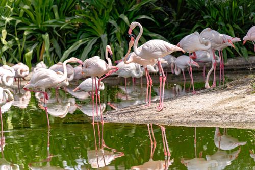 Free Beautiful pink flamingos by the pond at Ras Al Khor Wildlife Sanctuary in Dubai. Stock Photo