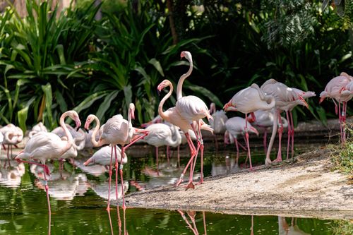 Free Elegant flamingos by a serene pond surrounded by lush greenery in Dubai. Stock Photo