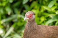 Close-up Photo of a Pheasant