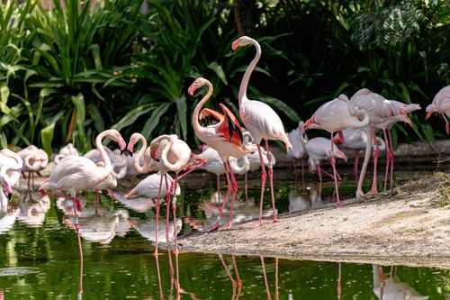 Free A group of flamingos standing by a pond in Dubai, showing vibrant pink hues and reflections. Stock Photo