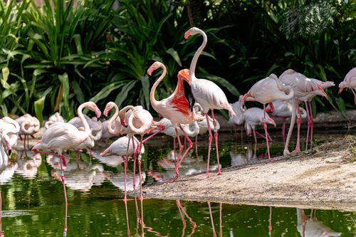 Free Graceful flamingos gather by a lush pond in Dubai, showcasing their vivid pink hues. Stock Photo