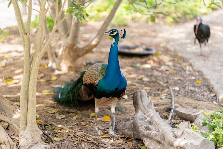 Peacock In Close Up