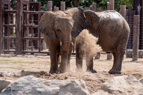 Elephants Playing Dirt