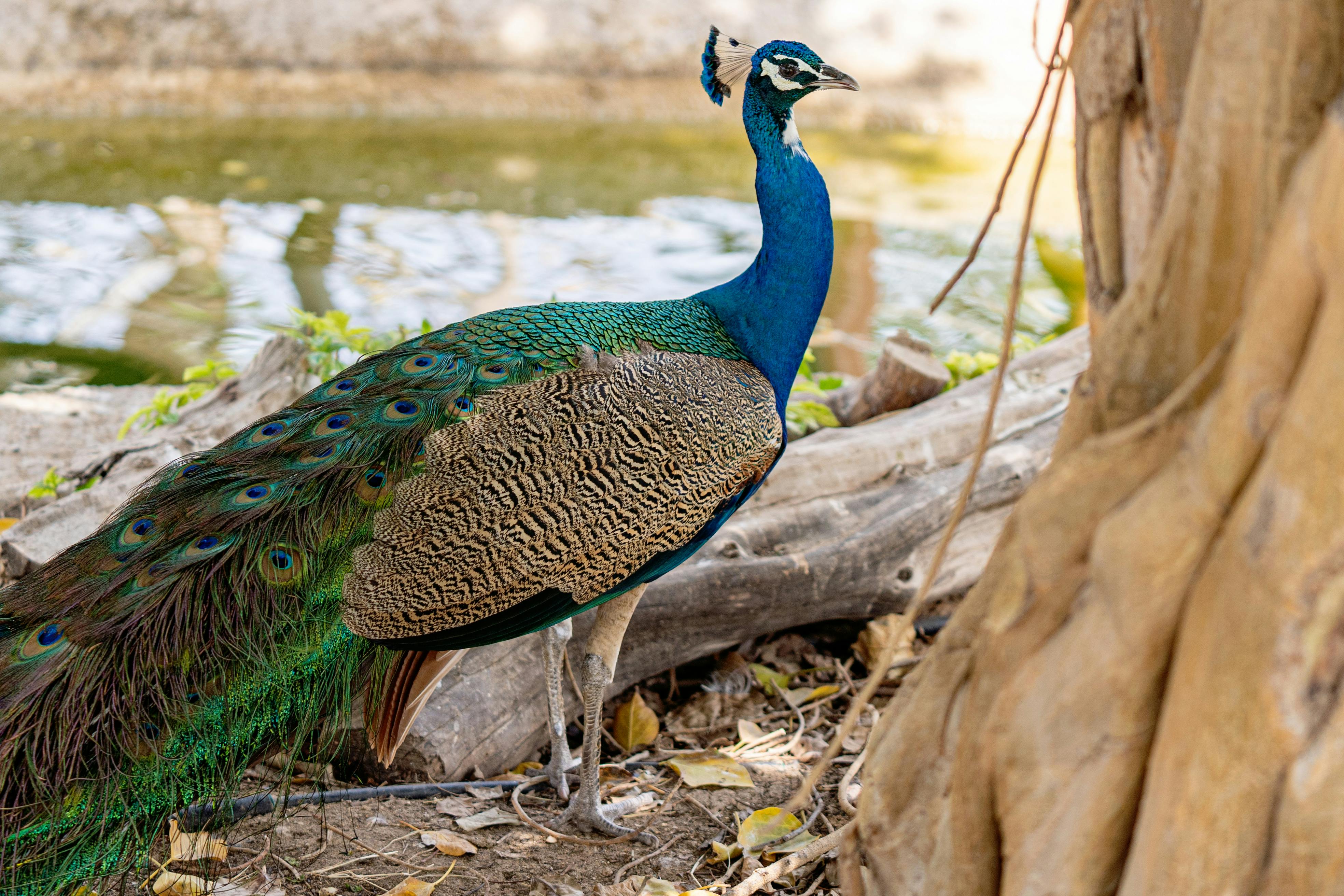Beautiful Indian Blue Peacock High Definition Bird Wallpaper | HD Wallpapers