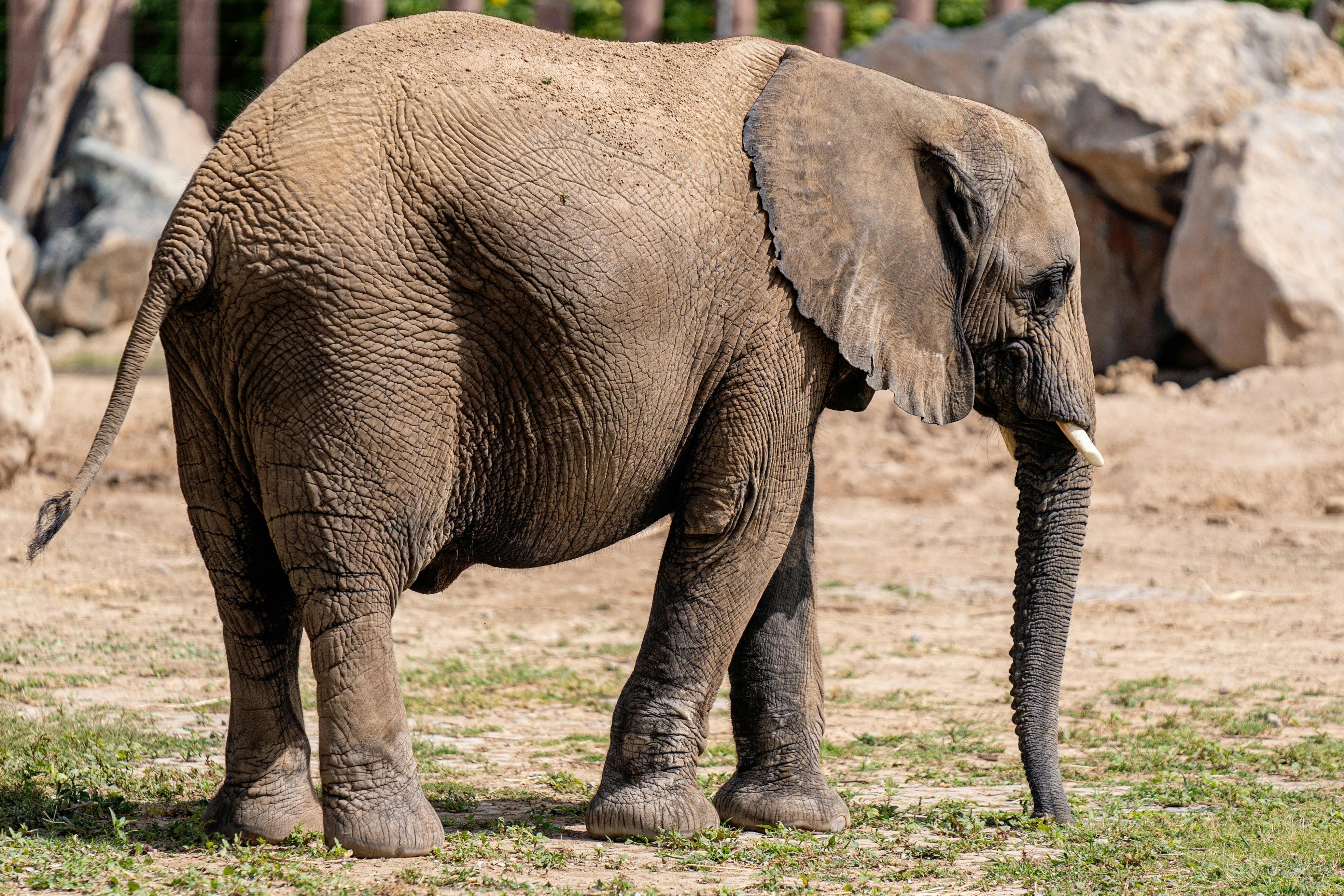 ฟรี คลังภาพถ่ายฟรี ของ loxodonta africana, กลางแจ้ง, การถ่ายภาพธรรมชาติ คลังภาพถ่าย