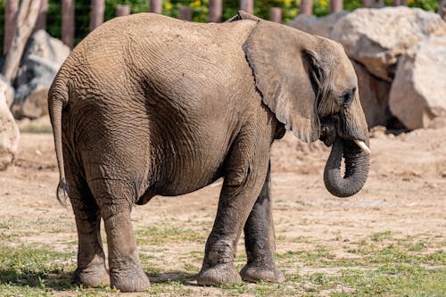 Δωρεάν στοκ φωτογραφιών με αιχμάλωτος, βρώμικος, ελέφαντας Φωτογραφία από στοκ φωτογραφιών