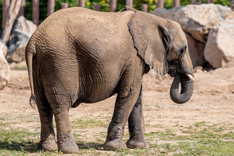 A Captive Elephant In The Zoo