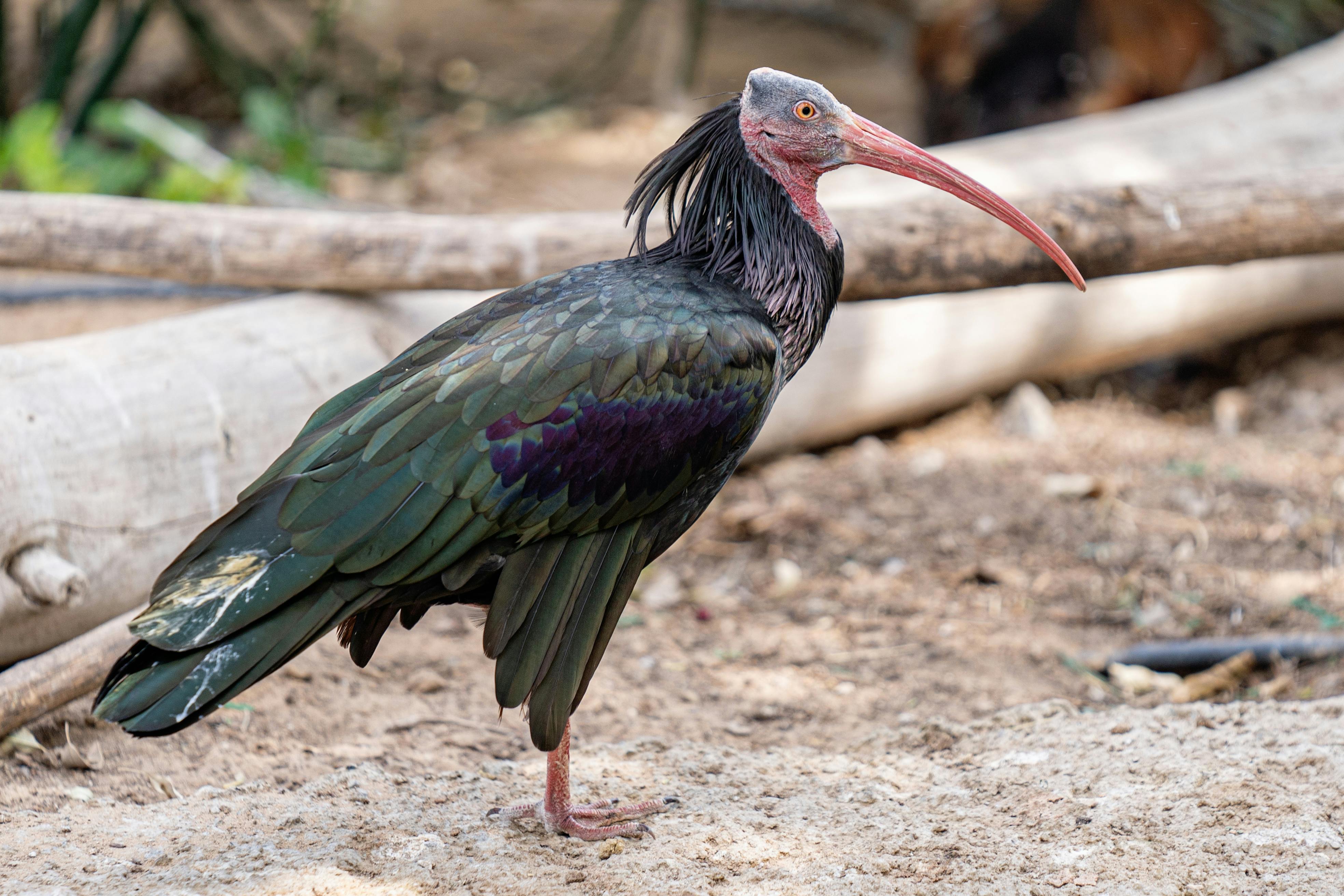 Ibis Photos, Download The BEST Free Ibis Stock Photos & HD Images