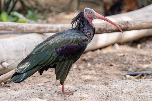 Free Close-up of a Northern Bald Ibis in a natural habitat setting at Dubai Zoo. Stock Photo