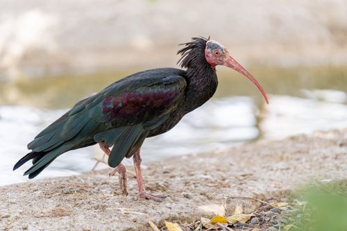 Free Close-up of a Northern Bald Ibis by the water in Dubai, showcasing its unique features. Stock Photo