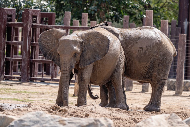 Two Elephants On A Zoo