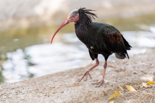 Free Close-Up Shot of Bald Ibis on the Sand Stock Photo