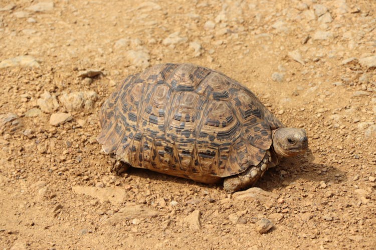 Close-Up Shot Of A Leopard Tortoise