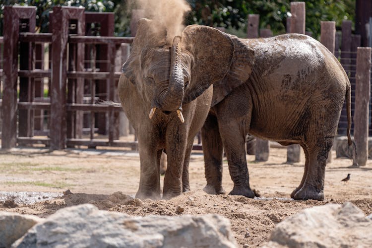 Elephants In The Zoo 