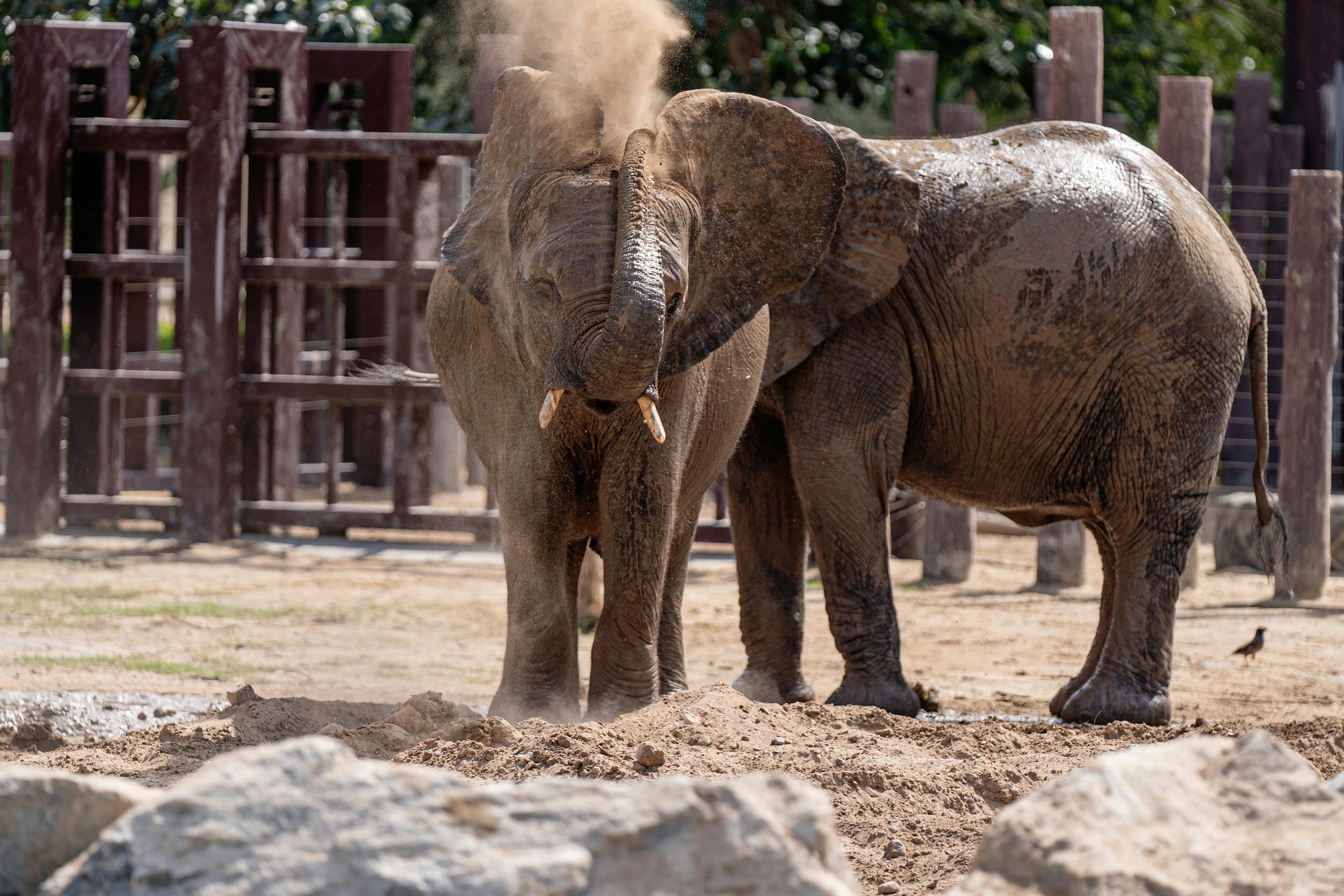 Elephants in the Zoo · Free Stock Photo