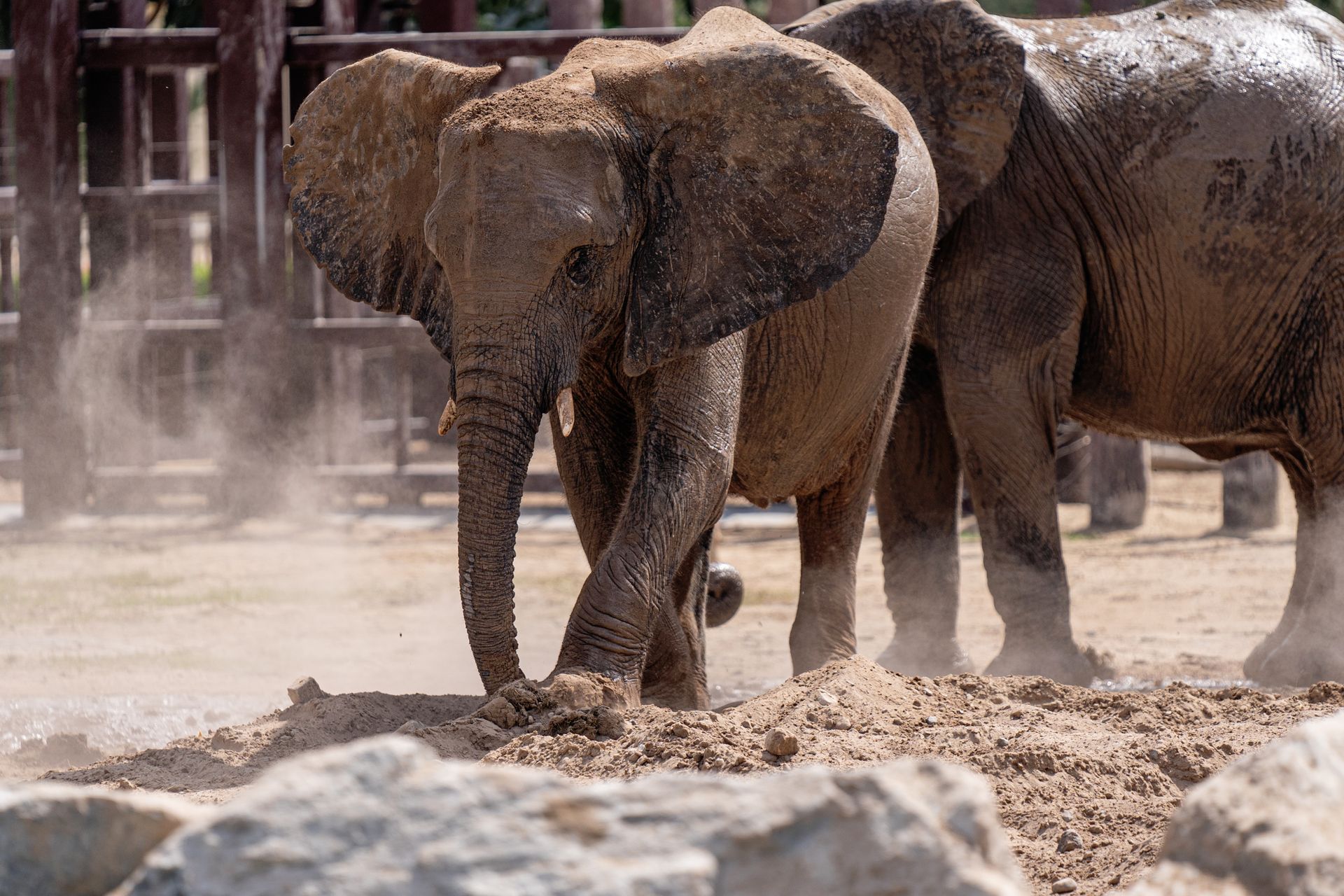 African elephant playing in dusty enclosure at Dubai Zoo. Captivating wildlife scene.