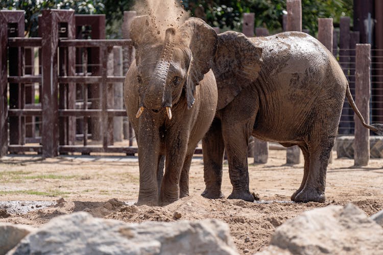 Elephant Playing With Soil