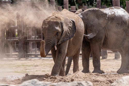 Free Brown Elephants on Sand Stock Photo