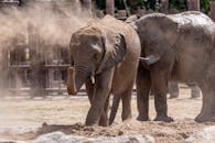 Free stock photo of a better future for animals, african elephant, animal