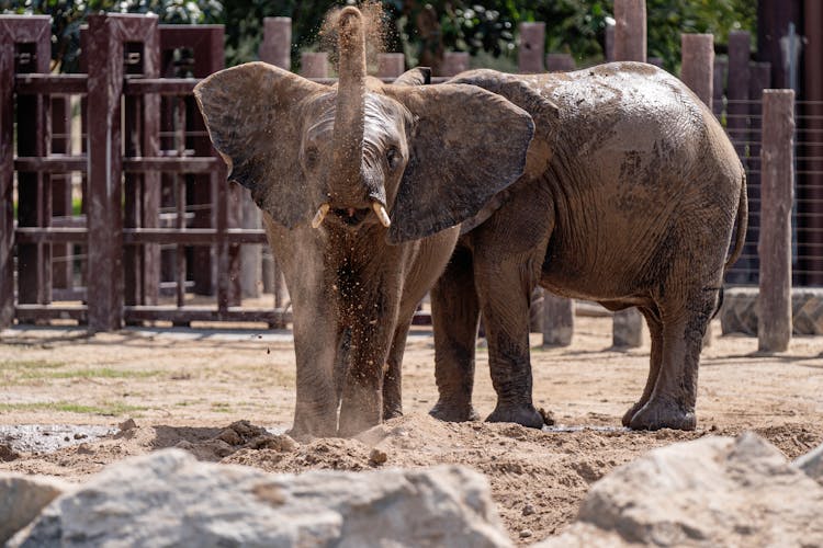 Brown Elephant Playing With Sand