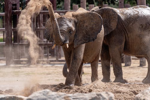 Imagine de stoc gratuită din animale, elefanți, faună sălbatică