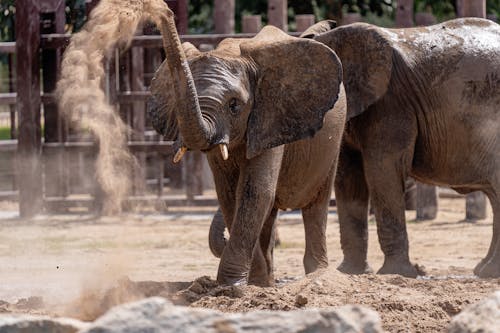 Foto d'estoc gratuïta de animals, bagul, elefants