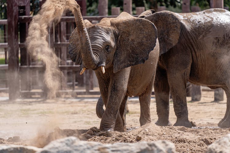 Brown Elephant Playing With Sand