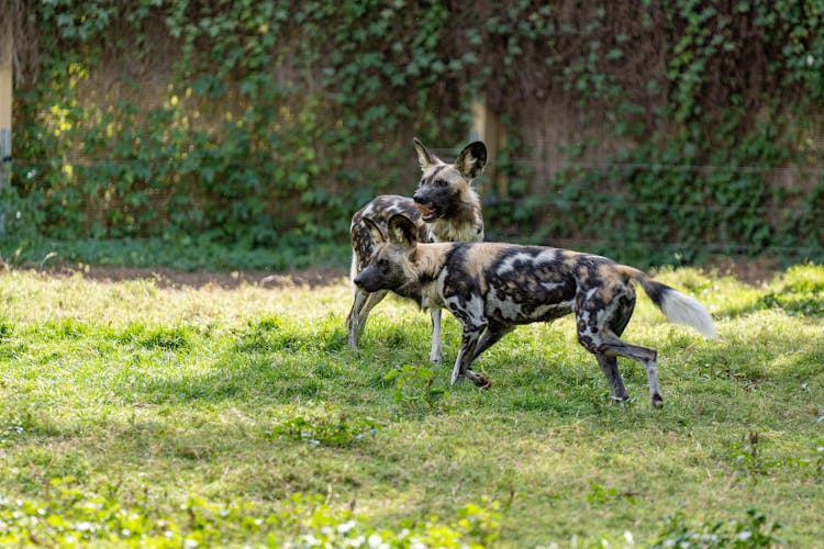 Hyenas On A Grassy Field