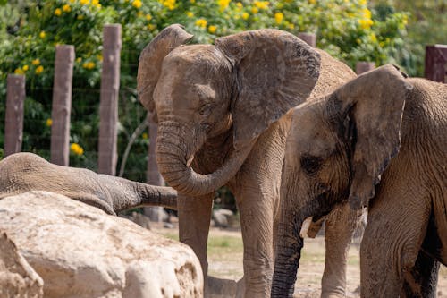 filler, hayvan fotoğrafçılığı, hayvanat bahçesi içeren Ücretsiz stok fotoğraf