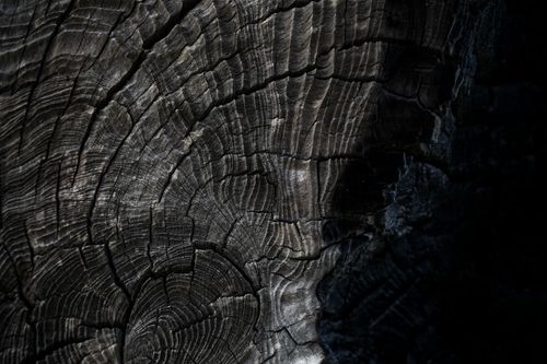 Free Detailed close-up of tree rings showcasing natural wood textures and growth patterns. Stock Photo