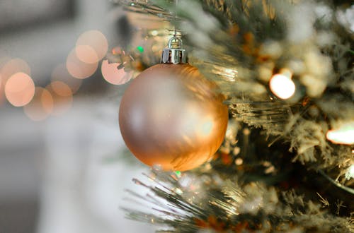 Foto d'estoc gratuïta de arbre, arbre de Nadal, arbre de pi