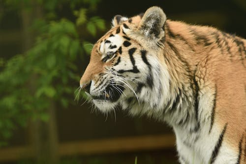 Close-Up Shot of a Tiger