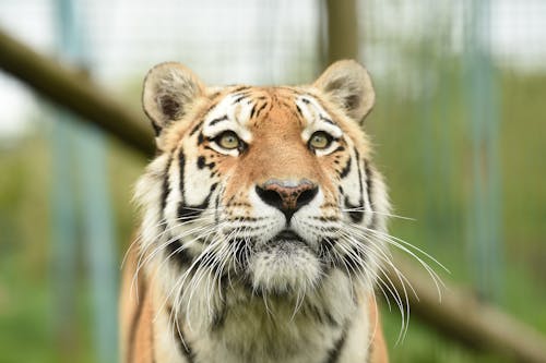 Free Close-Up Shot of a Tiger Stock Photo