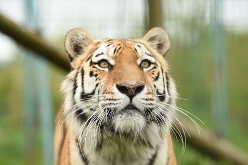 Close-Up Shot of a Tiger