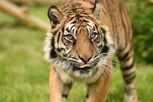 Close-Up Shot of a Tiger Walking