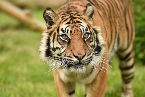Free Brown and Black Tiger Walking on Green Grass Stock Photo