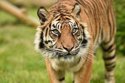 Brown and Black Tiger Walking on Green Grass