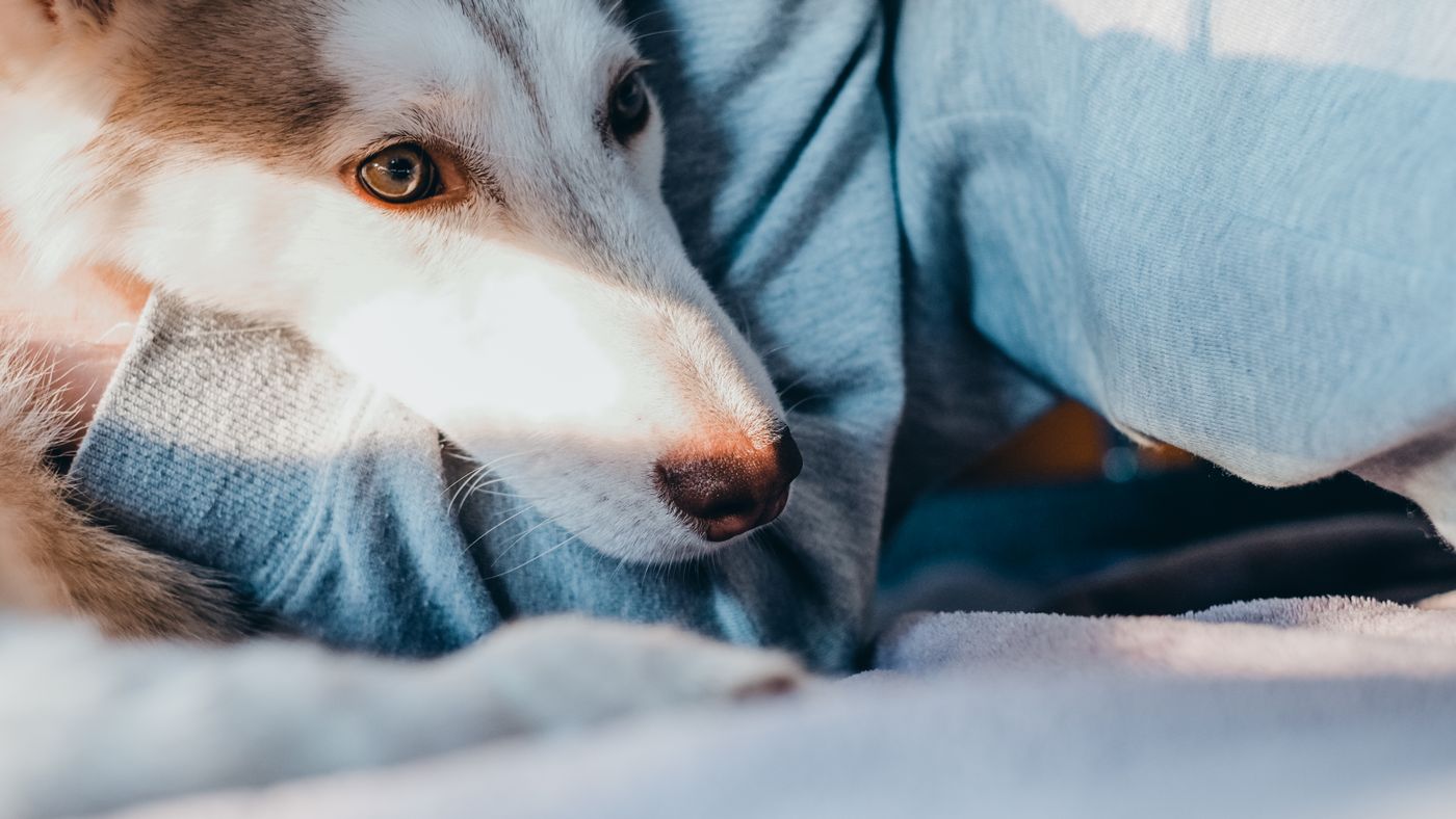 Spaying and Neutering Your Dog: What to Know