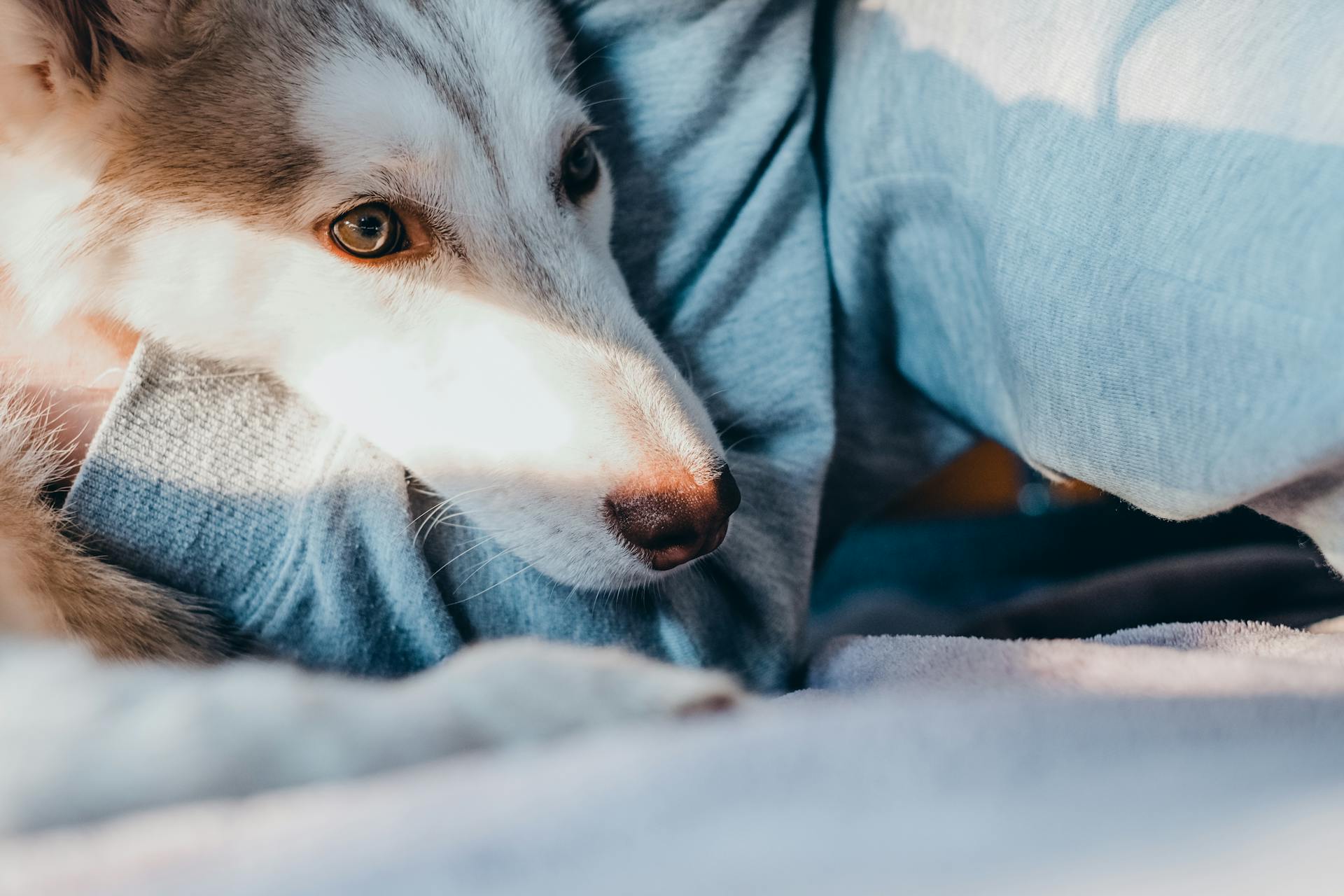 Husky Dog in Sunlight