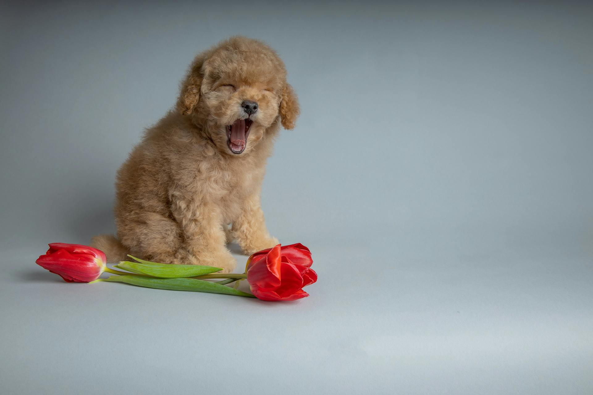 Söt leksak pudel sitter på golvet bredvid röda blommor