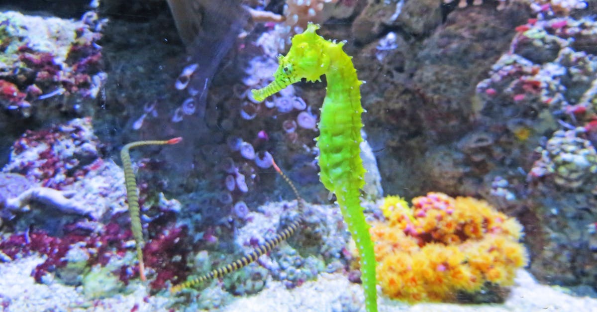 Free stock photo of animal, aquarium, nature