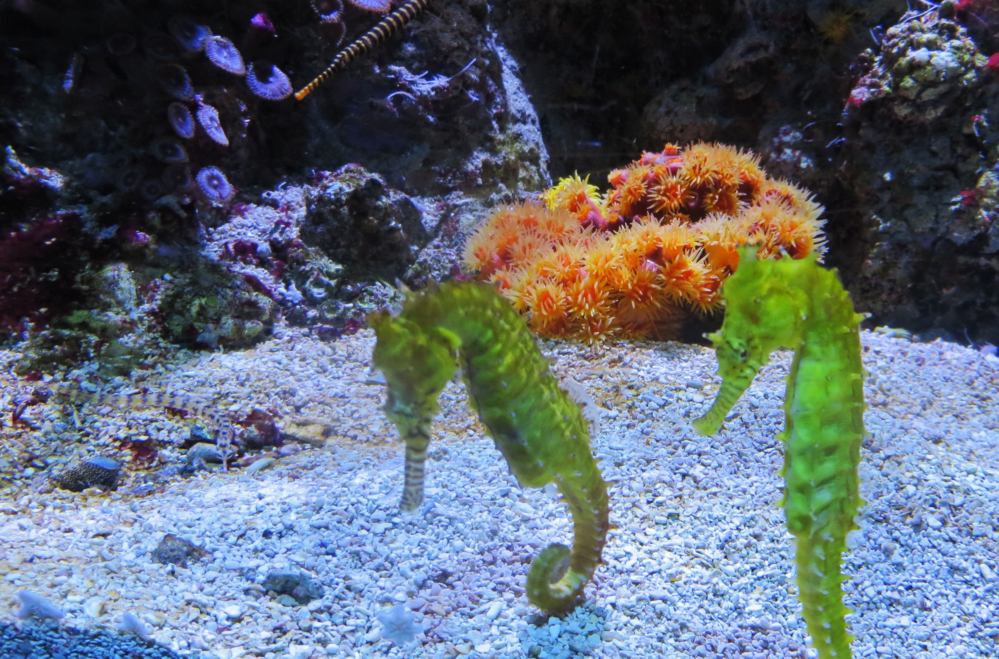 Free stock photo of aquarium, couple, fish