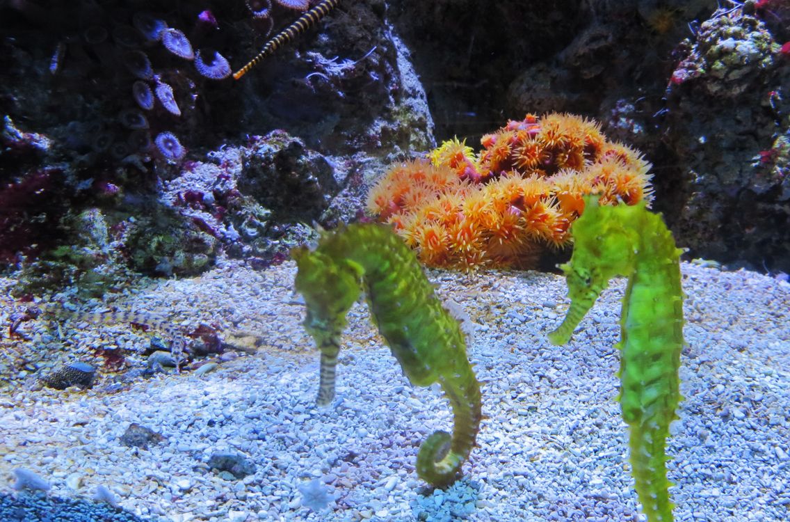 Couple Fish Free stock photo of aquarium, couple, fish