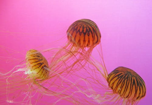 три коричнево черные медузы