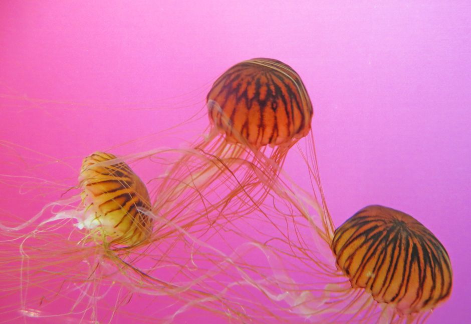 Close-up shot of jellyfish gracefully swimming in vibrant pink waters.