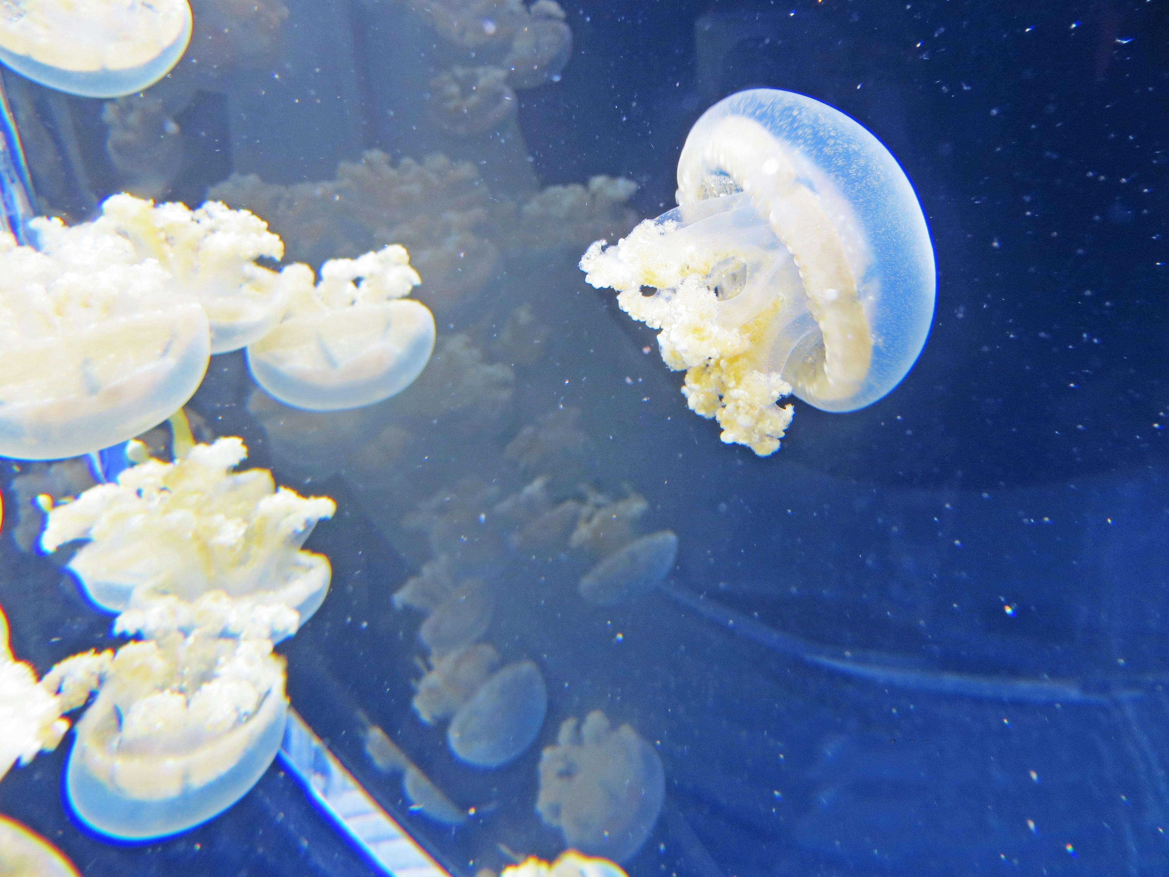 Free stock photo of animals, aquarium, jellyfishes
