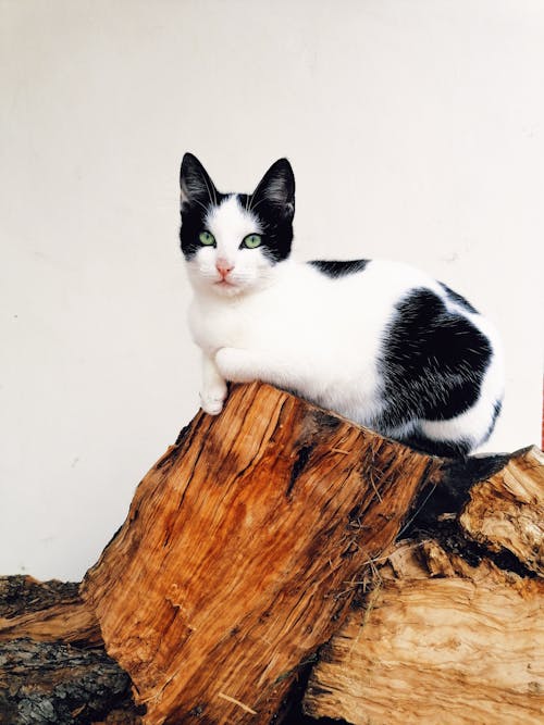 Free Close-Up Shot of a Black and White Cat Sitting on a Tree Trunk Stock Photo